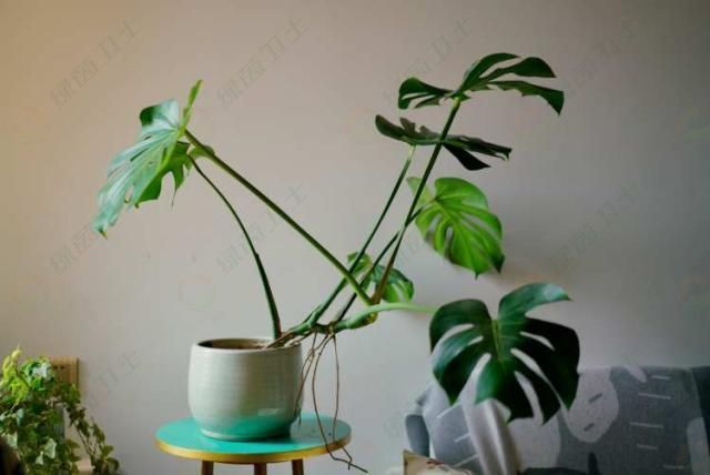 「空氣污染治理」新房裝修除甲醛好新房除甲醛