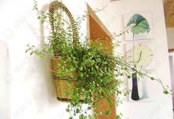 「除甲醛最有效方法」除甲醛室內(nèi)，老師教你幾招，輕松住上新房！