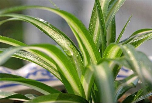 「成都甲醛檢測(cè)甲凈」新裝修的辦公室如何去除甲醛？吃什么可以解毒？