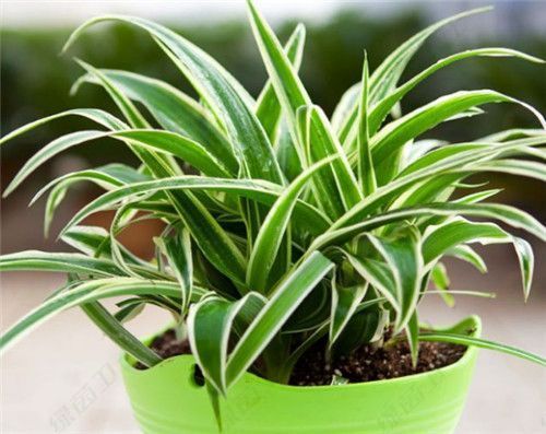 「除異味」通風管是不是只在秋天用來去除甲醛？